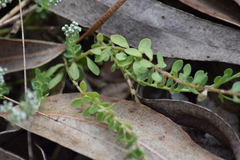 Corrigiola telephiifolia