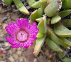 Acrodon purpureostylus
