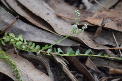 Corrigiola telephiifolia