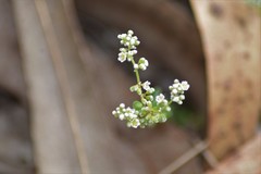 Corrigiola telephiifolia