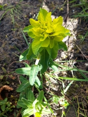 Euphorbia epithymoides