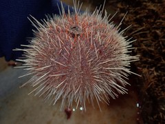 Strongylocentrotus fragilis