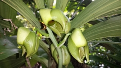Catasetum integerrimum