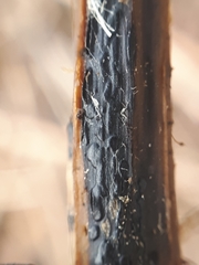 Aporhytisma urticae