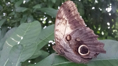 Caligo telamonius memnon