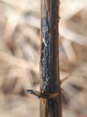 Aporhytisma urticae
