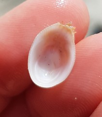 Pilosabia trigona