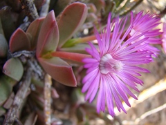 Acrodon purpureostylus