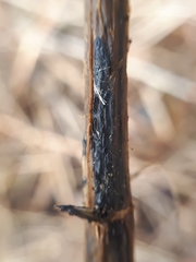 Aporhytisma urticae