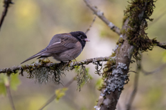 Junco hyemalis oreganus