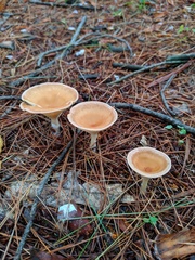 Infundibulicybe squamulosa