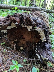 Sarcoporia polyspora