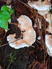 Sarcoporia polyspora