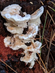 Sarcoporia polyspora