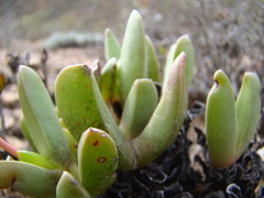 Acrodon purpureostylus