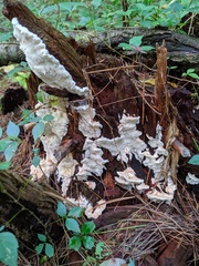 Sarcoporia polyspora