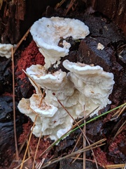 Sarcoporia polyspora