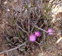 Acrodon purpureostylus