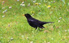 Turdus merula