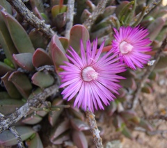 Acrodon purpureostylus