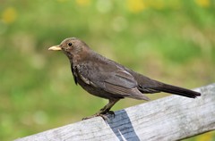Turdus merula