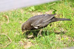 Turdus merula