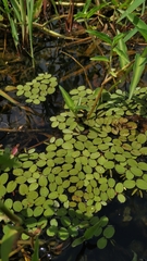 Salvinia radula
