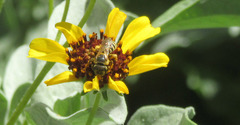 Halictus
