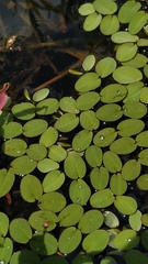 Salvinia radula