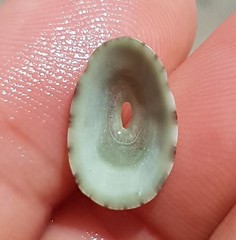 Fissurella virescens