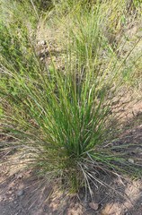 Ampelodesmos mauritanicus