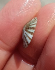 Fissurella virescens