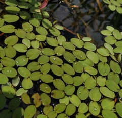 Salvinia radula