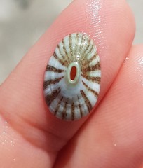 Fissurella virescens