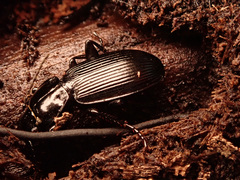 Pterostichus aethiops