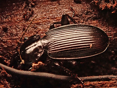 Pterostichus aethiops