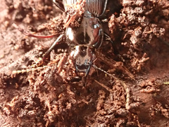 Pterostichus aethiops