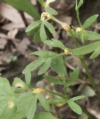 Puccinia erigeniae