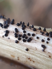 Leptosphaeria acuta