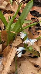 Puschkinia scilloides