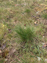 Festuca roemeri