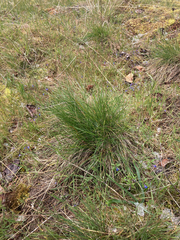 Festuca roemeri