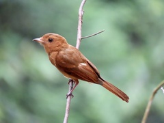 Rhytipterna holerythra