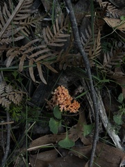 Ramaria capitata