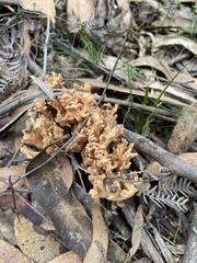 Ramaria capitata