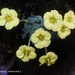 Saxifraga thiantha citrina - Photo (c) Sangay Wangchuk, some rights reserved (CC BY-NC), uploaded by Sangay Wangchuk