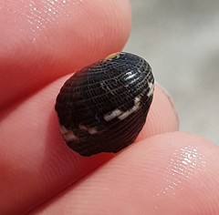 Nerita funiculata