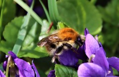 Bombus pascuorum
