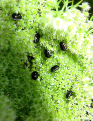 Corimelaena lateralis