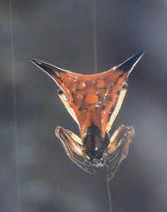 Micrathena triangularispinosa